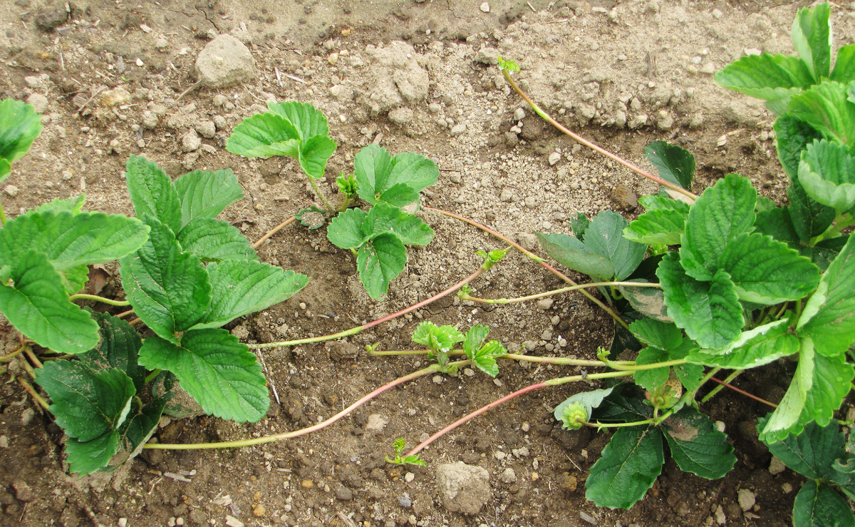  Размножение клубники усами: пошаговый гид с живыми историями, ошибками и секретами