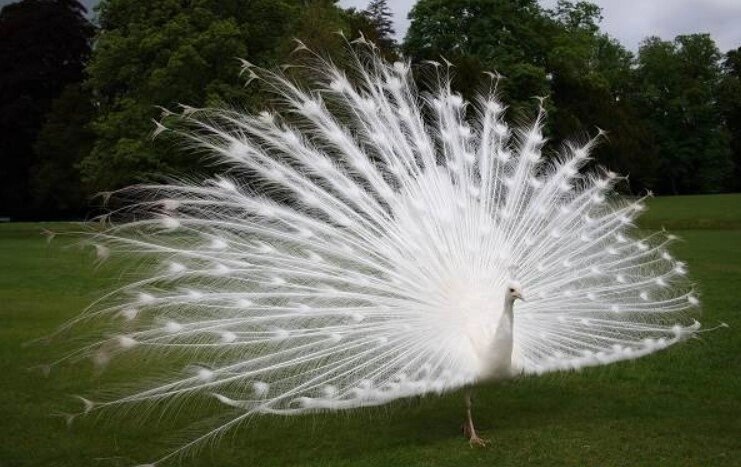 Белый павлин