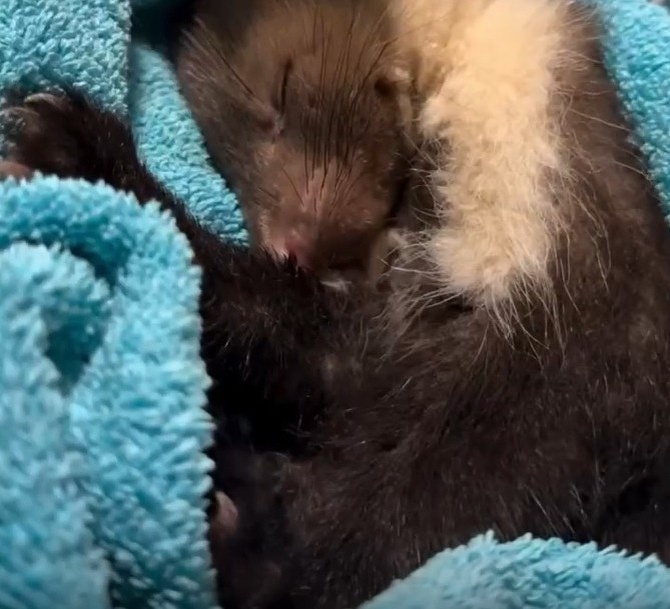    Фото: скриншот из видео