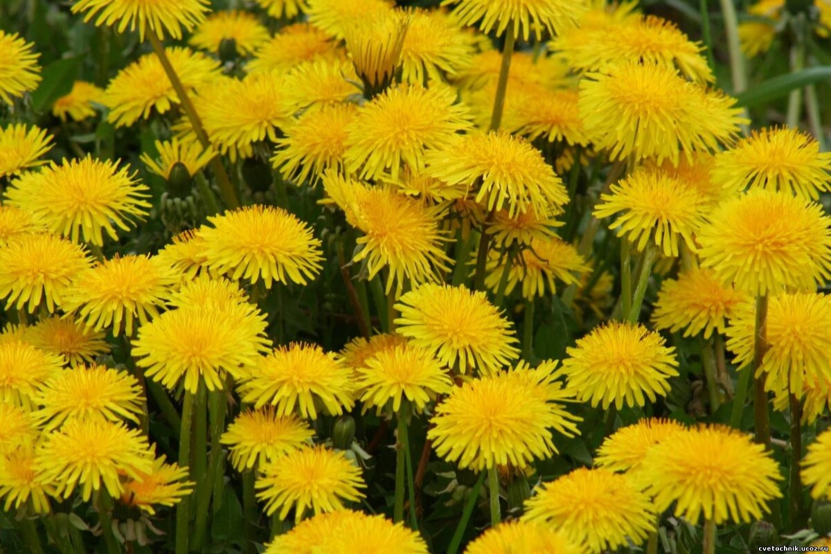 Собирать цветки одуванчика желательно во второй половине дня, когда цветок полностью раскроется