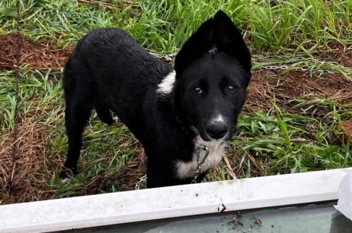    В Перми ищут дом собакам, спасшимися с женщиной, бежавшей от мужа-тирана