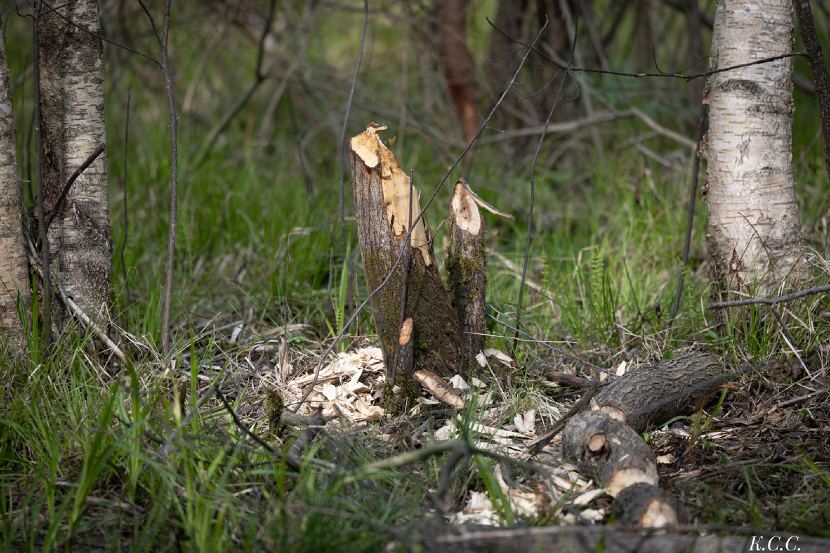 Работа Бобра, фото автора