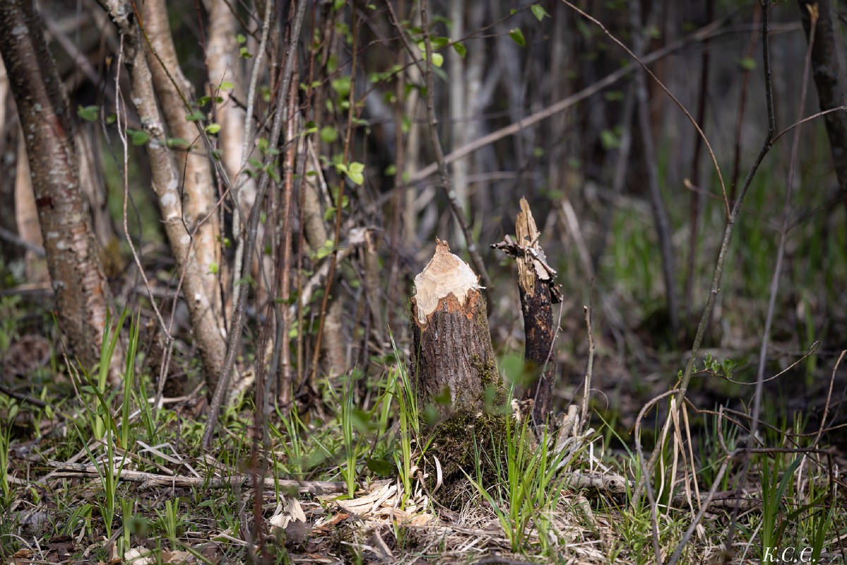 Работа Бобра, фото автора
