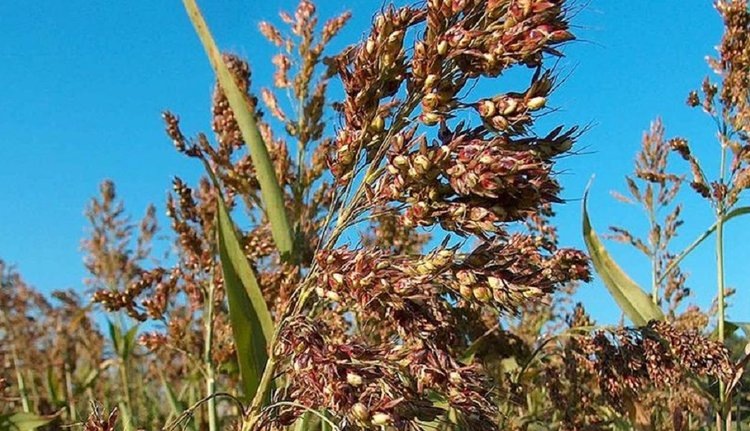    Суданская трава дает стабильный урожай даже в условиях засушливого лета