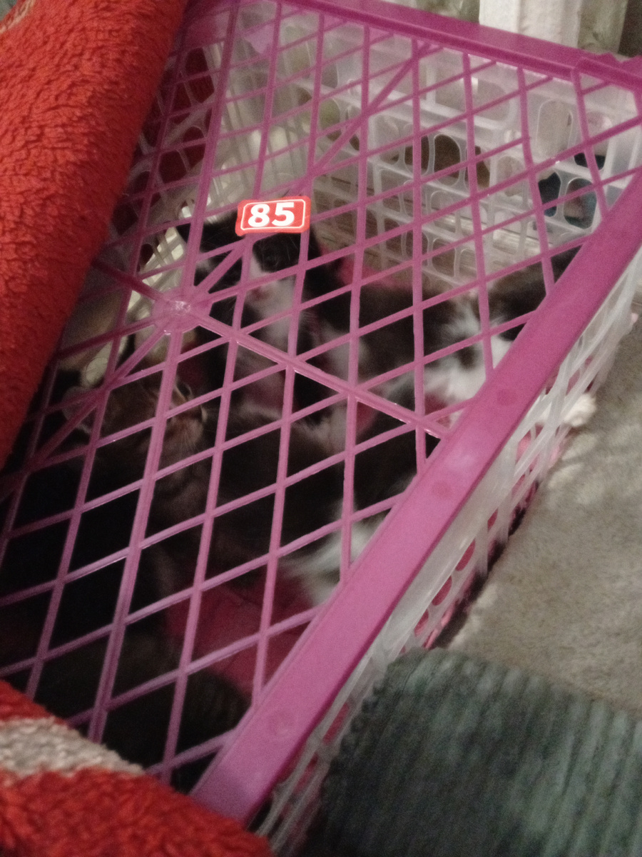 Вот закрыть пледом и в корзину положить и всё 