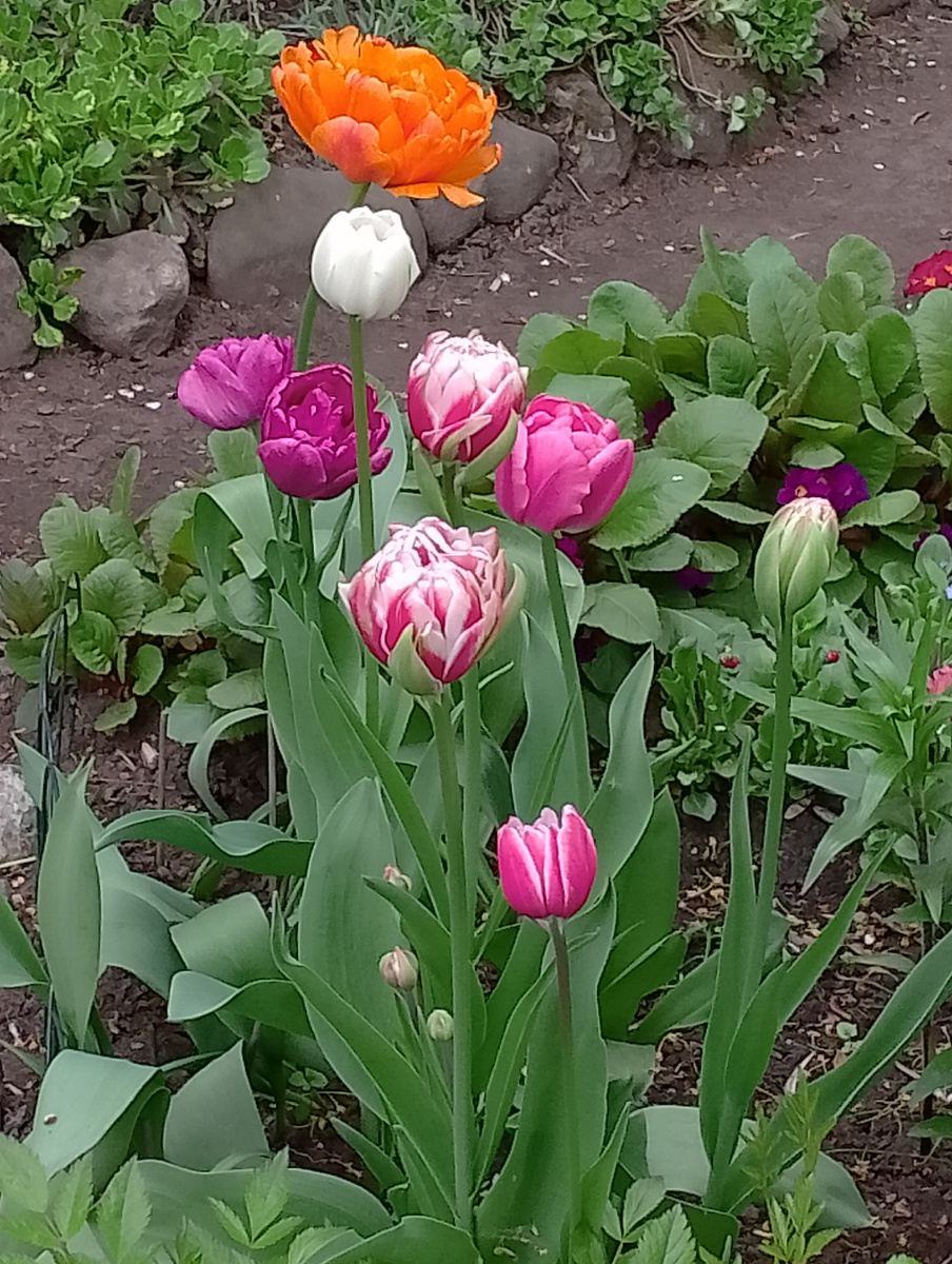 Тюльпаны в одном из дворов Красногвардейского района. 