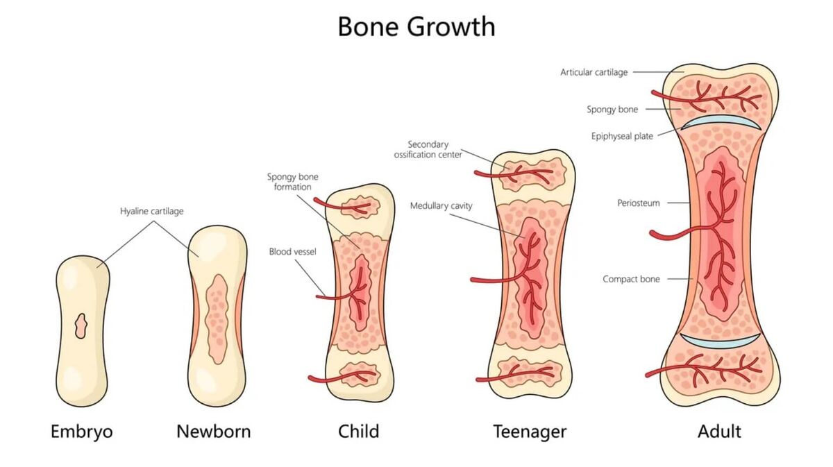    Кости начинают формироваться в утробе матери и развиваются до взрослого возраста. Источник: www.iflscience.com