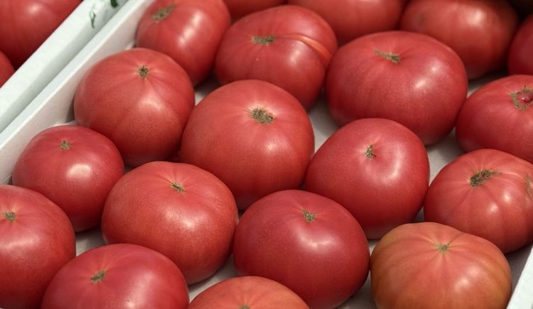    Розовые томаты занимают основные площади в дагестанских помидорных теплицах