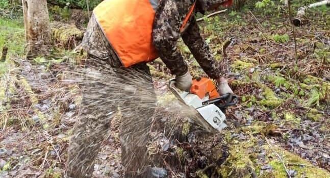    Комитет лесного хозяйства Московской области