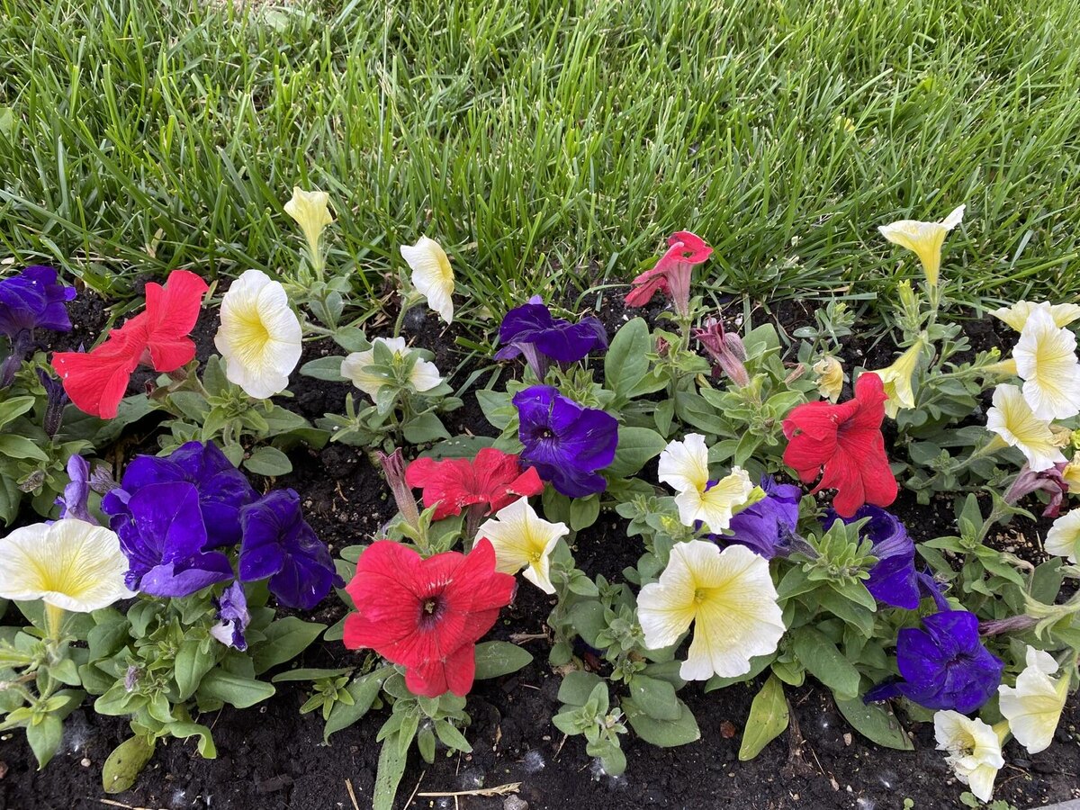 Петунии. Фото автора