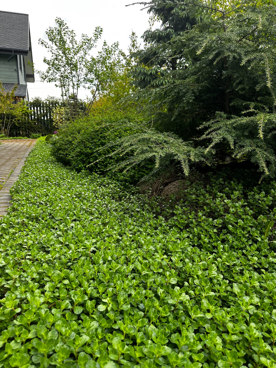 Очиток ложный быстро занимает отвееденные ему территории