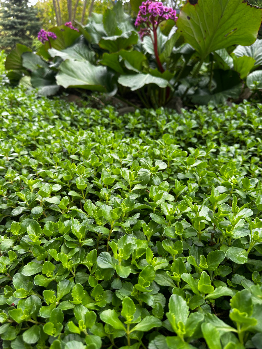 Очиток ложный хорошо себя чувствует с северной стороны дома