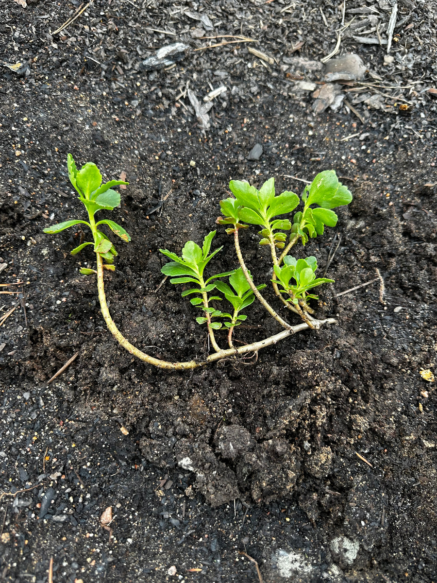 Побег очитка перед посадкой