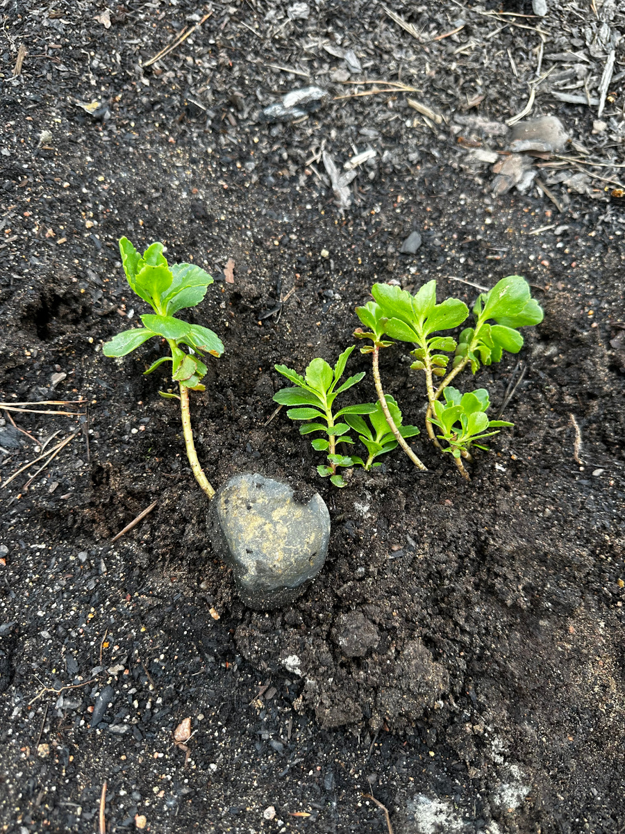 Присыпать очиток землей, можно прижать камушком