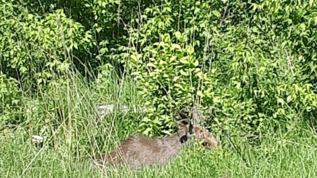    Фото: Подмосковная полиция / Telegram