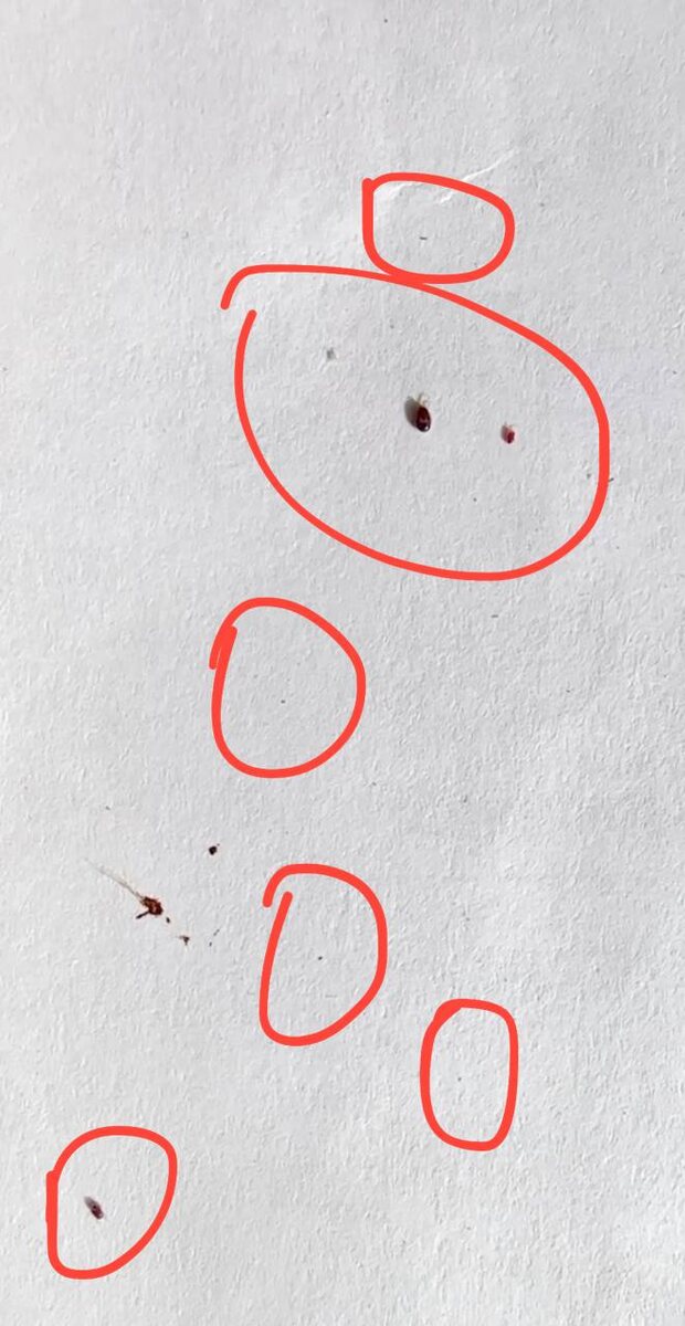 Куриные клещи на листке А4 бумаги, разных размеров, степени сытости и возраста