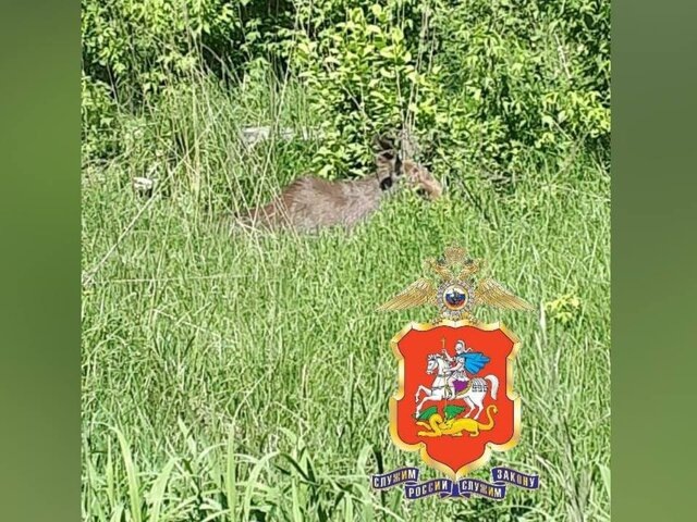    Фото: телеграм-канал "Подмосковная полиция"