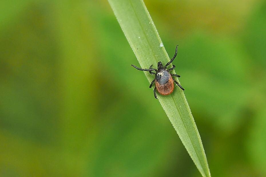    Shutterstock/FOTODOM