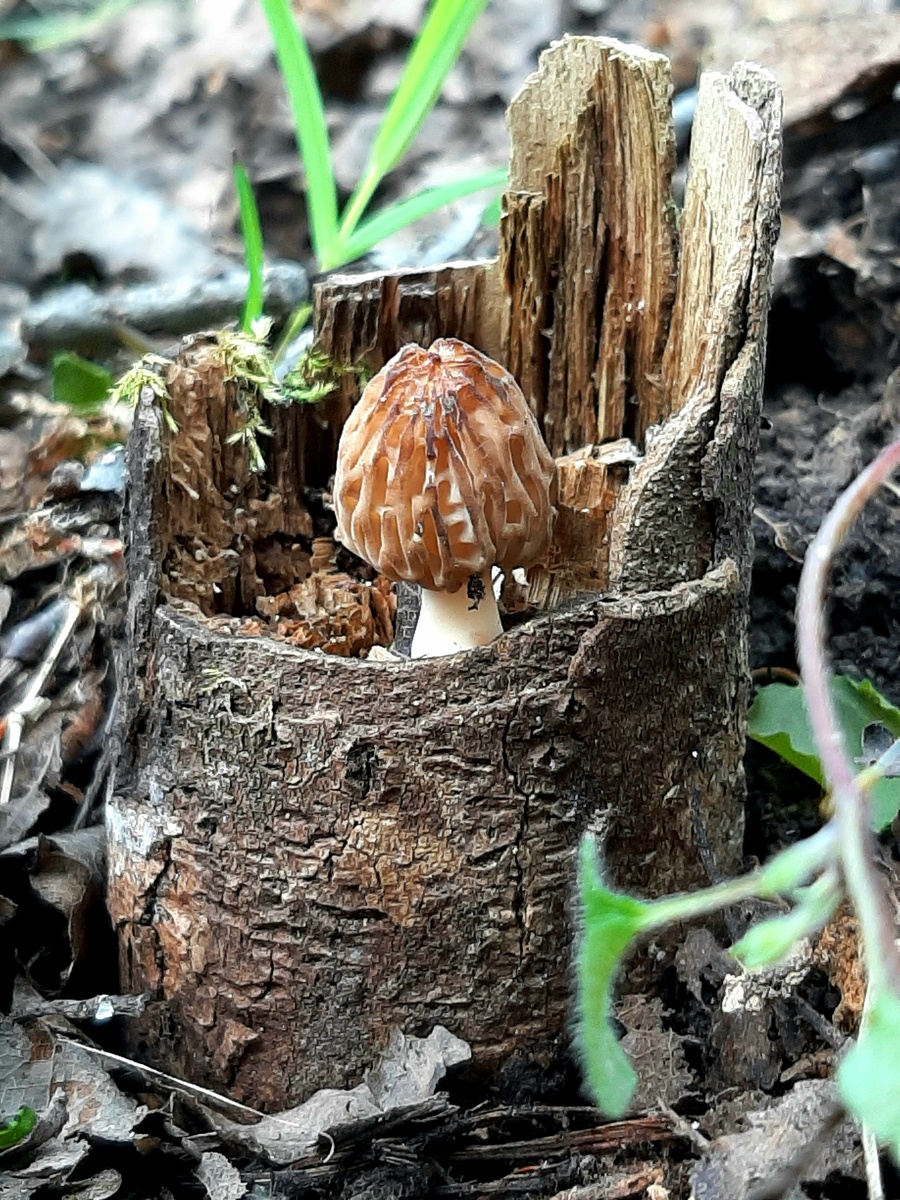 Наталья Мосалова. Первый сморчок, покоривший вершину "Эвереста".
Дмитровский р-н МО
Май 2025.