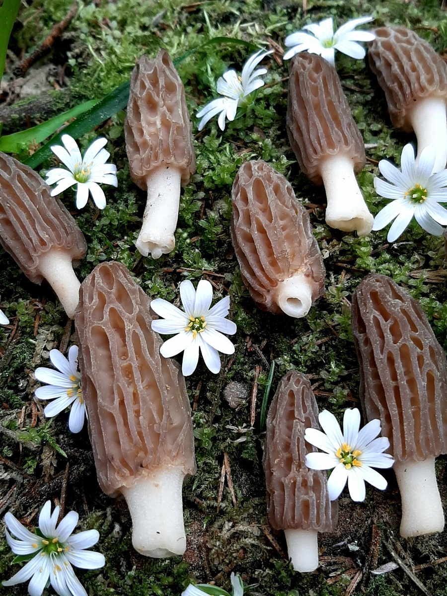 Наталья Мосалова, 17 мая порадовала своим появлением сморчковая молодёжь