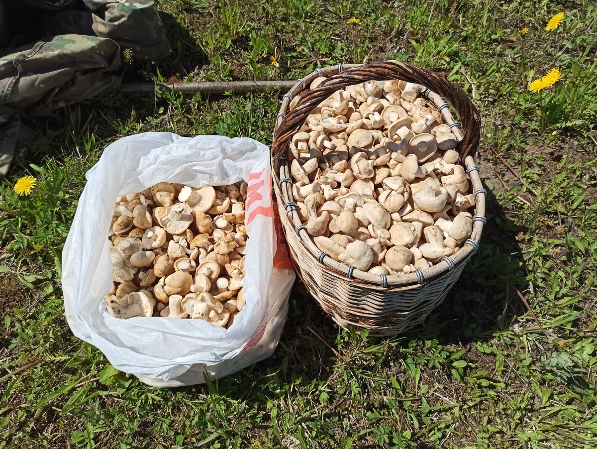 Доктор Д
А мы у себя плюшками балуемся). Майские рядовки массово повылазили.