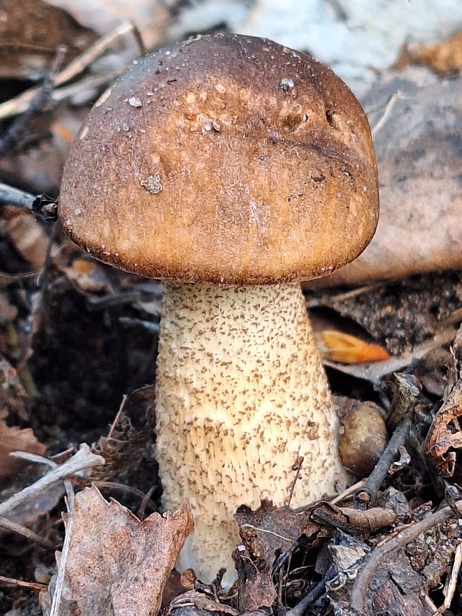 Денис Харитонов. 28.05.25 Первые подберёзовики. Санкт-Петербург