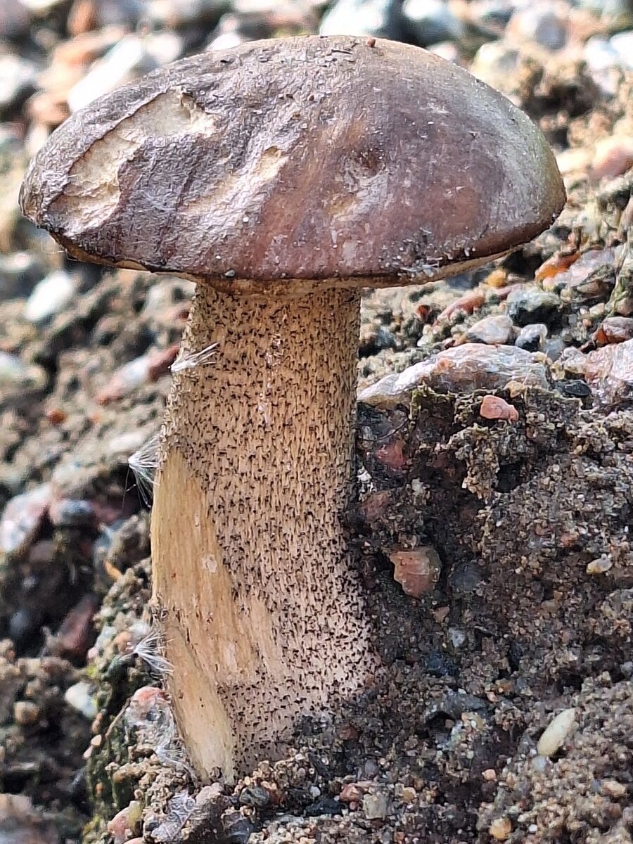 Денис Харитонов. 28.05.25 Первые подберёзовики. Санкт-Петербург