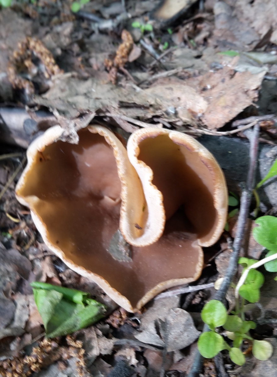 Волхов-Тракт. Пецица, 21 мая