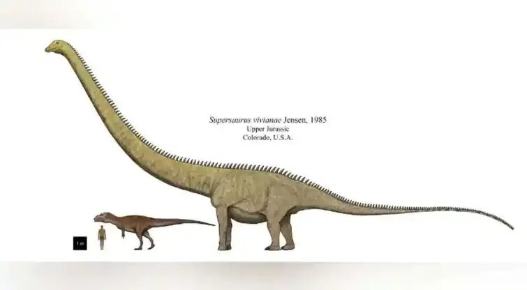 Примерные размеры суперзавра.