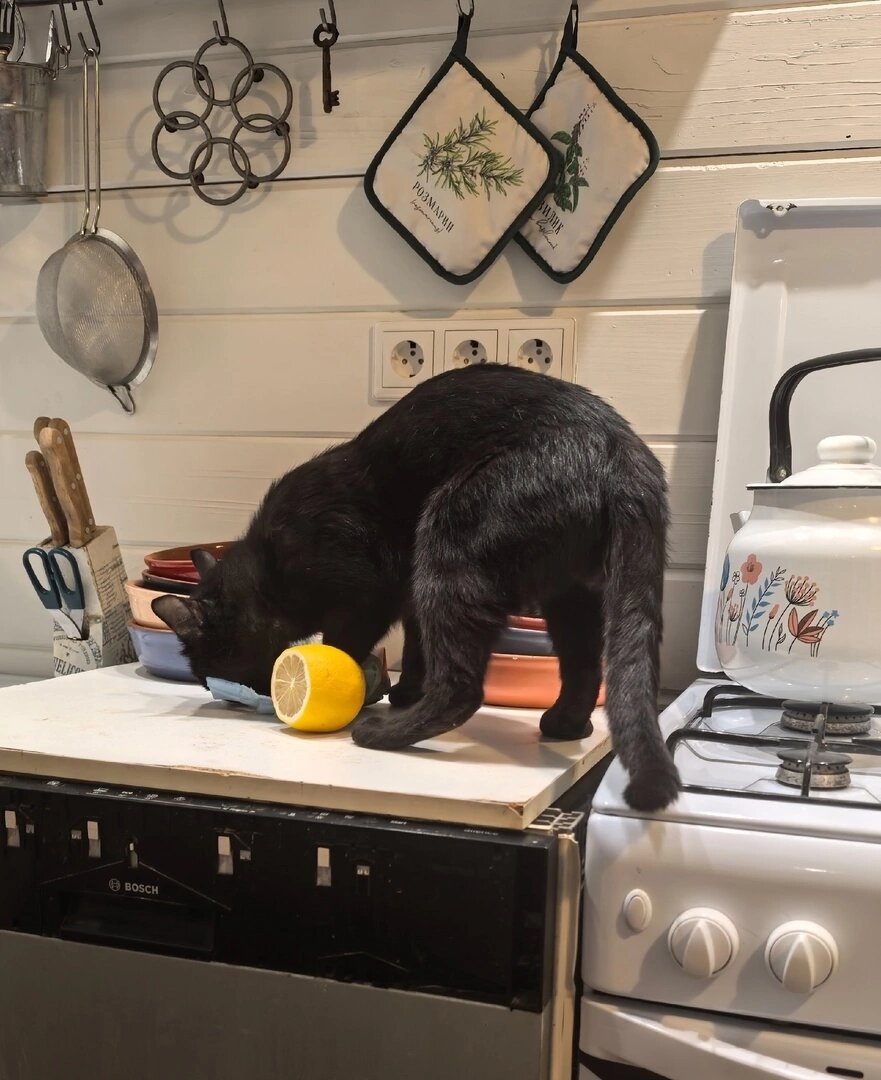 Когда Василий хочет творога, ничто ему не помешает, даже лимон