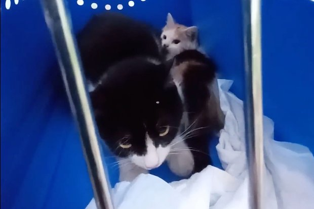 «Инициативная группа по защите животных» / VK