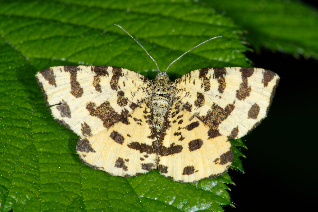 Пяденица пятнистая (Pseudopanthera macularia). Фото salvatore_infanti, 2019 г. 
