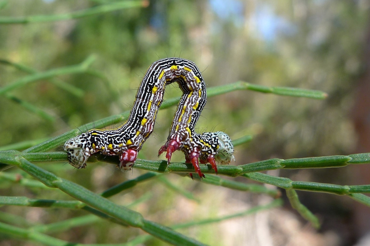 Гусеница Пяденицы рода Chlenias в момент передвижения брюшных ног. Фото John Tann, 2012 г.