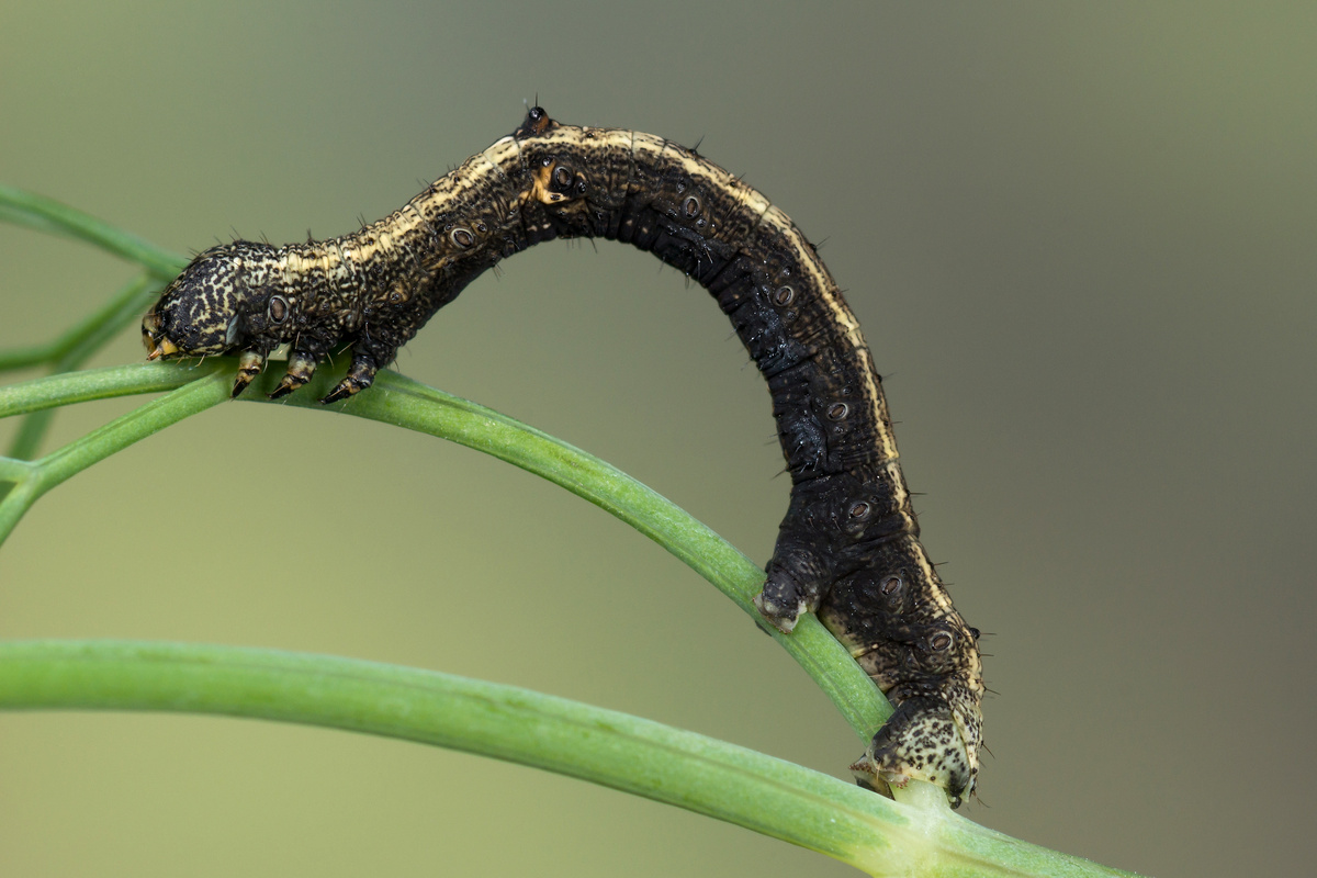 Гусеница Пяденицы лунчатой (Boarmia selenaria). Фото NakaRB, 2017 г. 