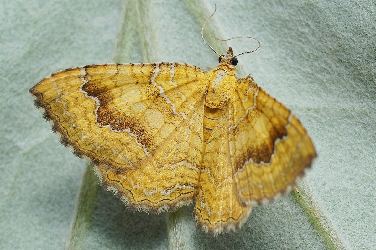 Ларенция охряно-жёлтая (Camptogramma bilineata). Фото Ilia Ustyantsev, 2018 г. 