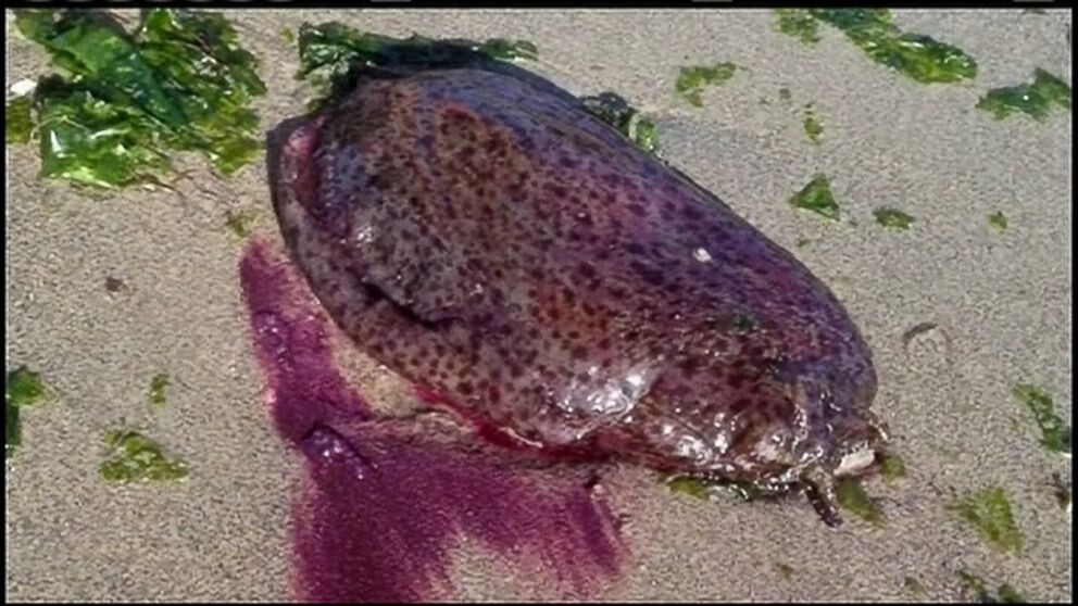 Пурпура морских малюсков