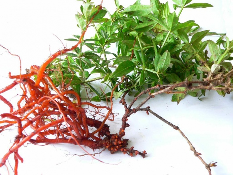 Марена красильная