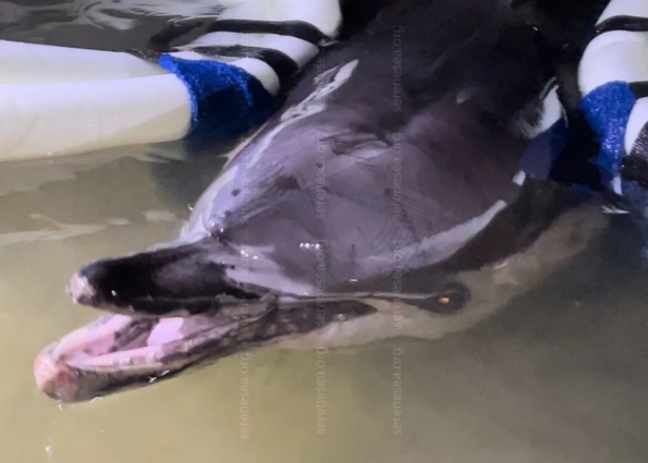 Фото: пресс-служба "Безмятежное море"/Вконтакте