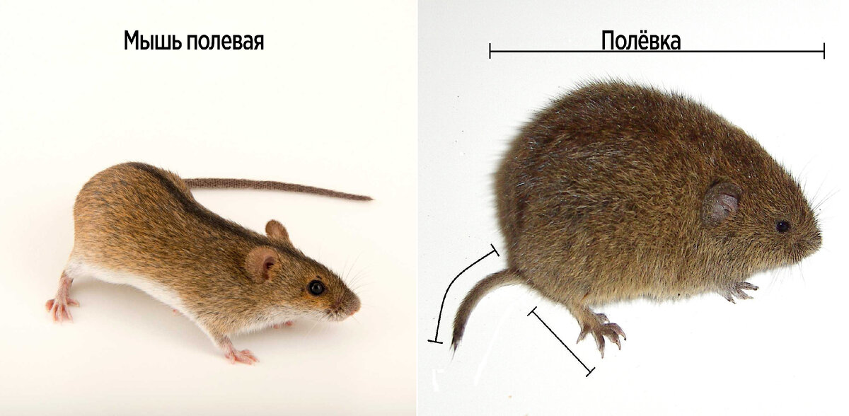 Отличия полевой мыши от полёвки. Да, их не много, но они есть! 