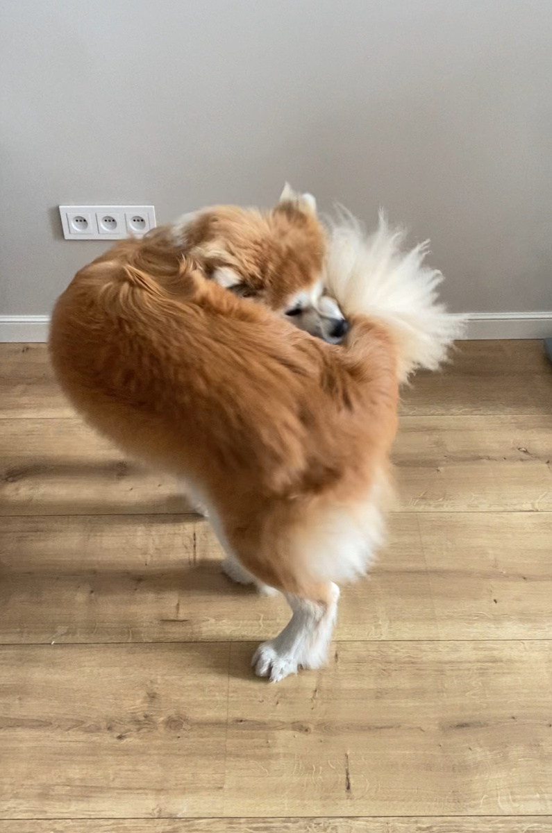 Собака дерет свой хвост и выдирает клочья шерсти