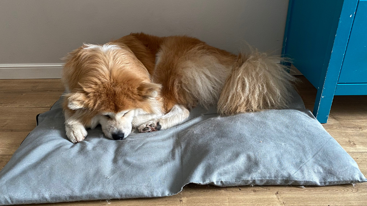 Для собаки важно своё место, так она понимает в какой иерархии оно находится