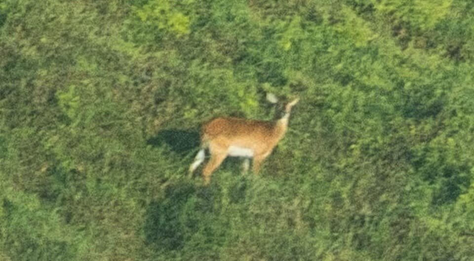   Manuel Weber et al. / African Journal of Ecology, 2025