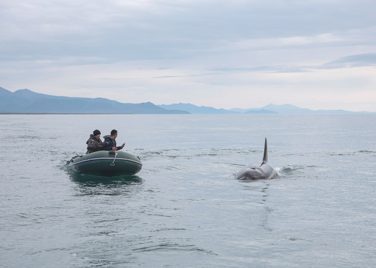 Касатка учуяла запах добытой нерпы. Труднодоступный район севера Хабаровского края. Фото автора.