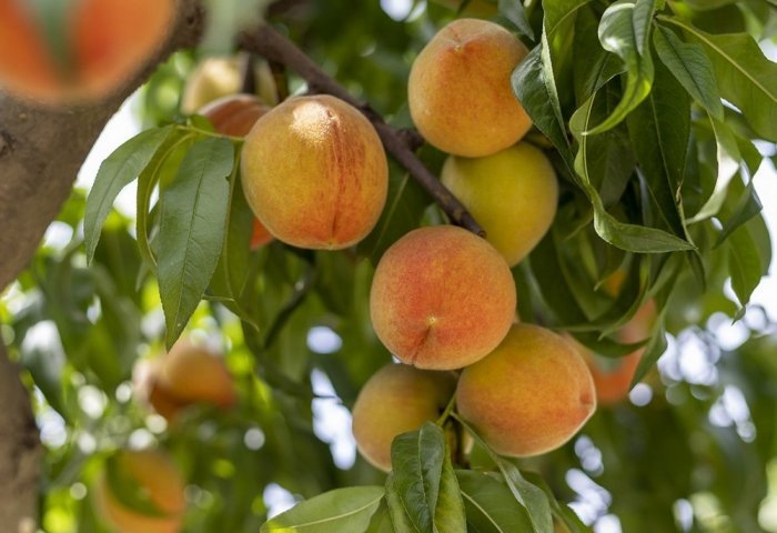 Абрикосовое дерево (Фото: tribuneindia.com)