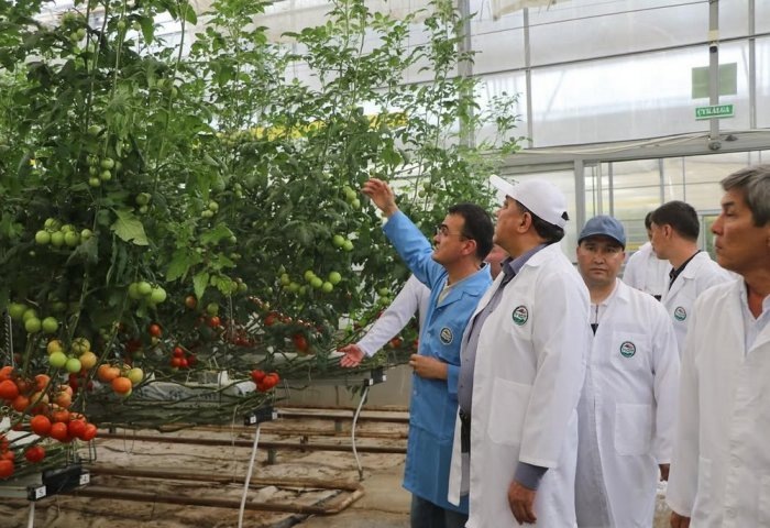 Туркменская и казахская делегации во главе с Послом Казахстана в Туркменистане Нурланом Ногаевым осматривают фруктово-овощные плантации (Фото: Посольство Республики Казахстан в Туркменистане)