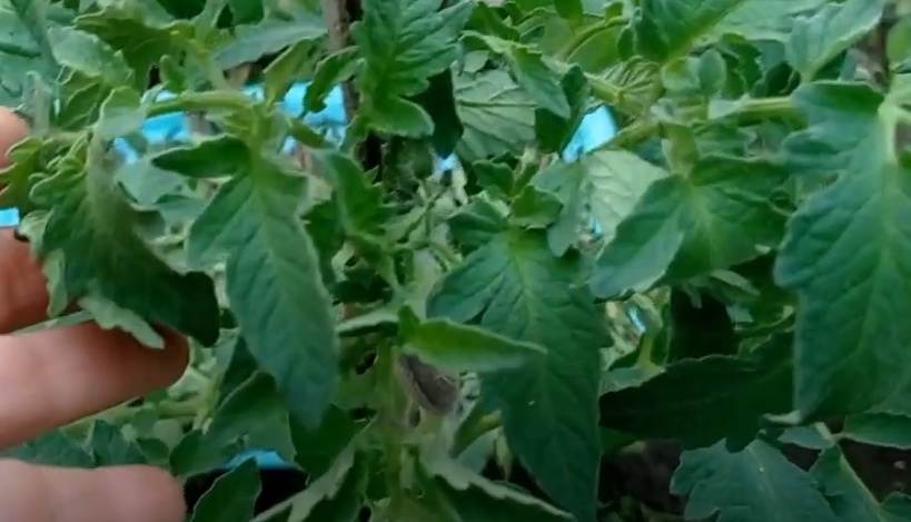 Закручивание листьев на макушке — жирование томатов