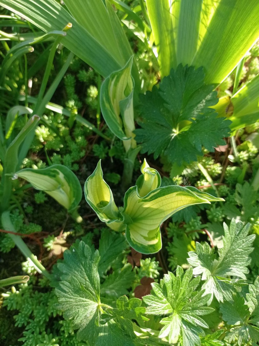 Там 5 ростков!