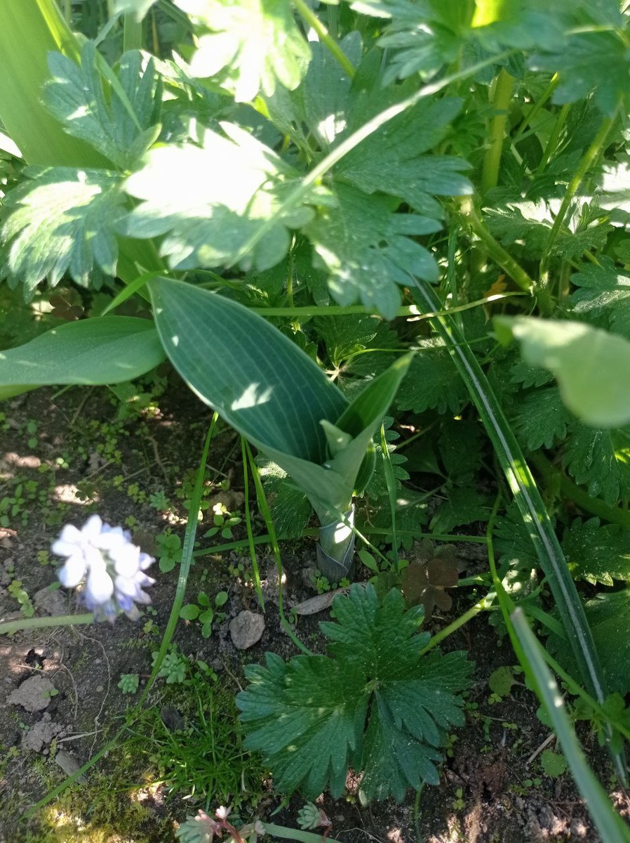 Это точно Голубой Кадет.