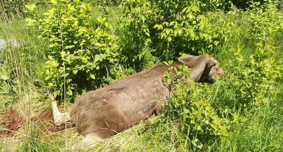    Комлесхоз МО