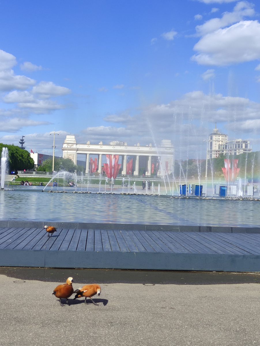 Парк Горького нас в первую очередь привлекает своими детскими площадками. 